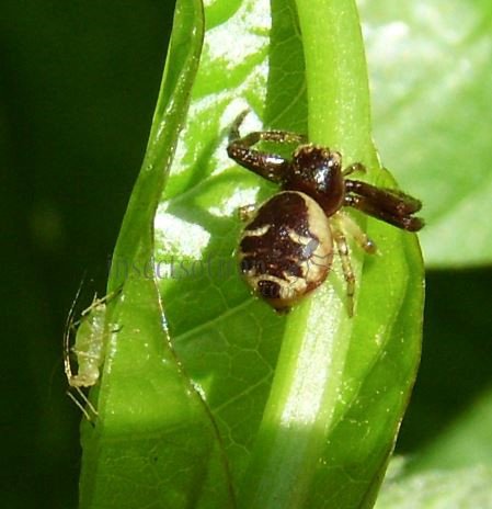 Synaema globosum -1