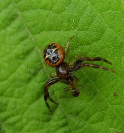 Synema globosum -4