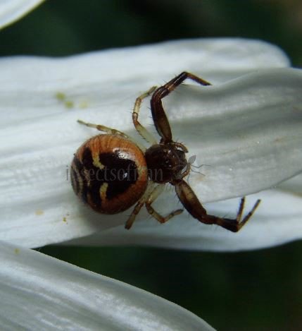 Synema globosum -9