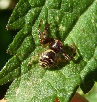 Synema globosum -13