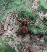 Spiders-Tomicidae