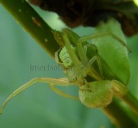 Ebrechtella tricuspidata-18