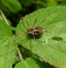 Spiders - Arachnida-Phalangiidae