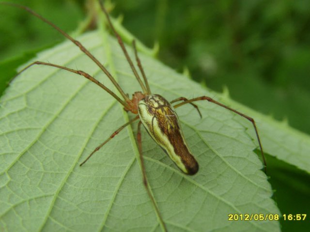 Tetragnathidae