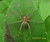 Spiders - Agelenidae