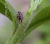 Spiders - Amaurobiidae