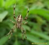 Spiders - Araneidae