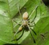 Spiders - Clubionidae