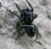 Spiders - Erigonidae