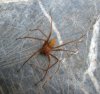 Spiders - Loxoscelidae