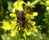 Spiders - Lycosidae