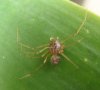 Spiders - Scytodidae