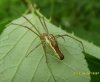 Spiders - Tetragnathidae