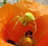 Spiders - Tomicidae