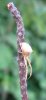 Spiders - Uloboridae