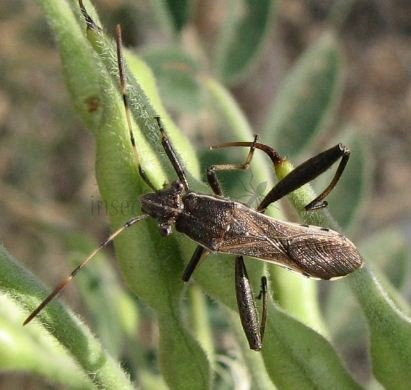 Camptotus lateralis