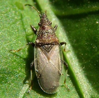 Oxycarenus lavaterae-2