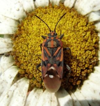 Spilostethus pandurus