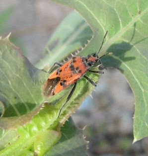 Spilostethus-sp