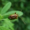 Bugs - Miridae