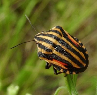 Graphosoma melanoxanthum -4