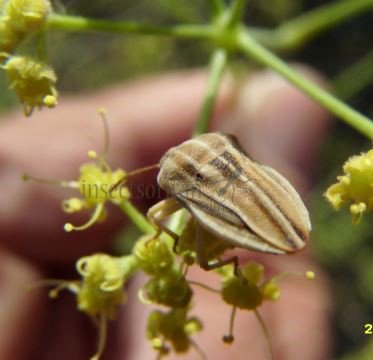 Tholagmus flavolineatus -3