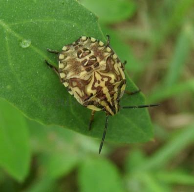 Carpocoris sp-5