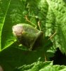 Bugs - Pentatomidae