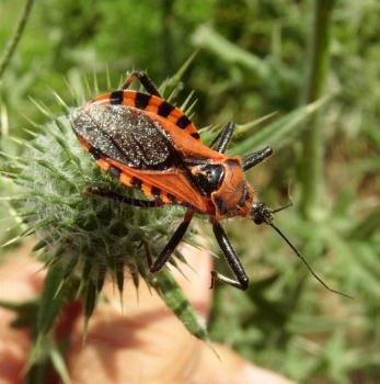 Rhynocoris rubricus -14