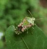 Bugs - Acanthosomatidae