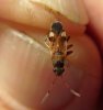 Bugs - Rhyparochromidae