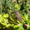 Bugs - Stenocephalidae