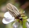 Bugs - Tingidae