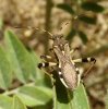 Bugs - Alydidae