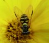 Flies - Syrphidae