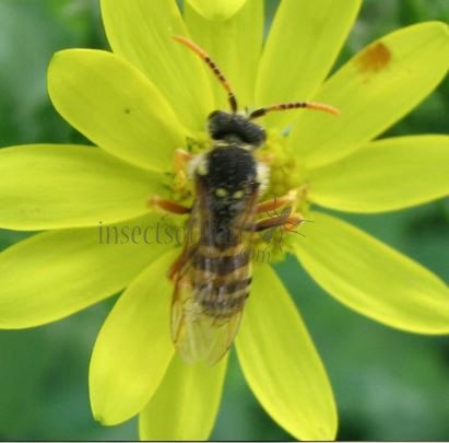 Nomada goodeniana-1