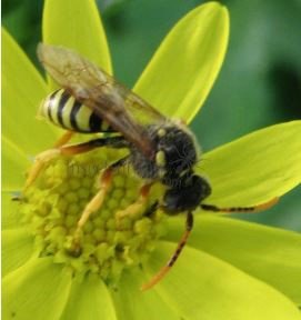 Nomada goodeniana-2