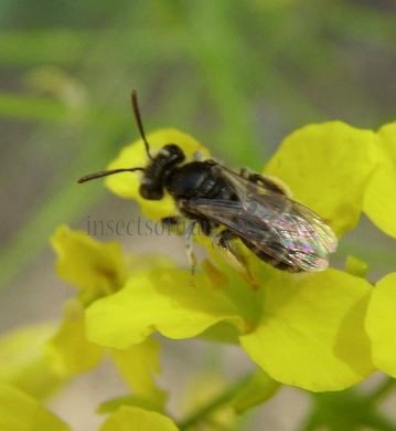 Andrena flavipes -1