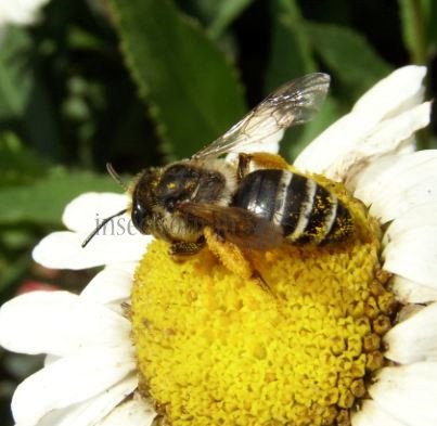 Andrena flavipes female-3