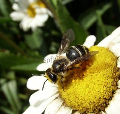 Andrena flavipes female-4