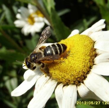 Andrena flavipes female-5