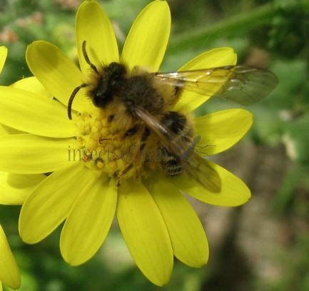 Andrena flavipes-6