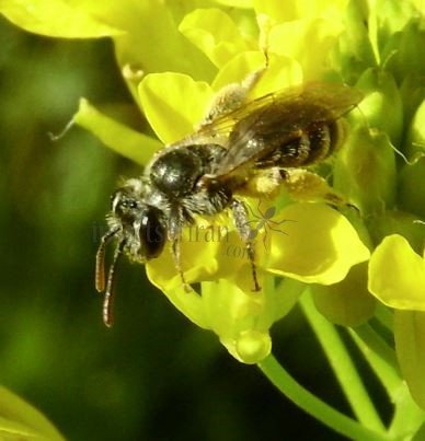 Andrena flavipes-7