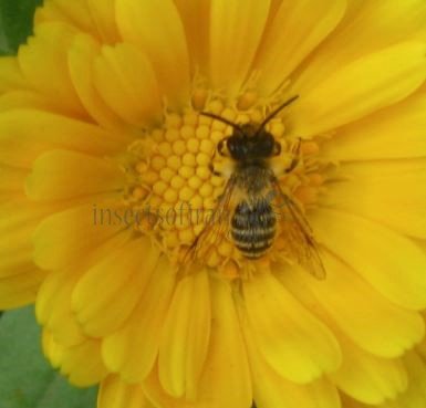 Andrena flavipes-8