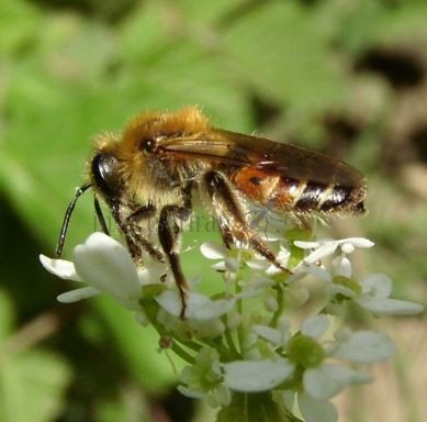 Andrena florea -1