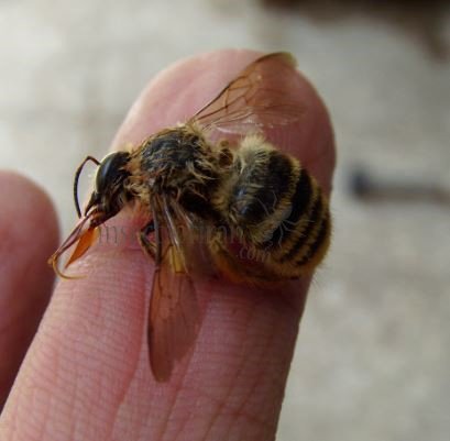 Andrena fulva -1