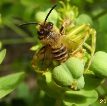 Andrena fulva-4