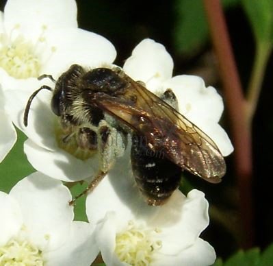 Andrena gravida -1