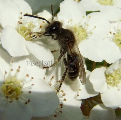 Andrena gravida -3