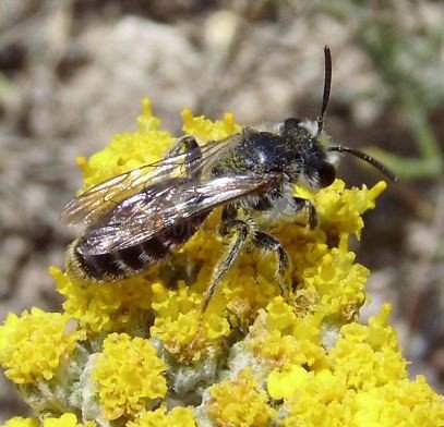 Andrena gravida -4